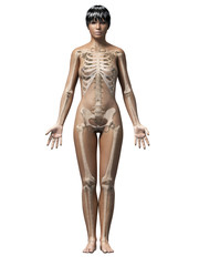 anatomy of an african american woman - skeleton