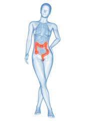 medical illustration of the female colon