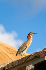 Green heron