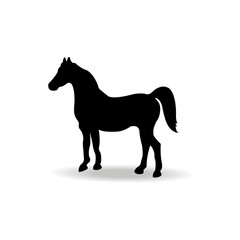 form contour horse