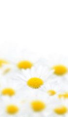 マーガレットイメージ