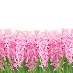 Obraz premium pink hyacinth flowers border