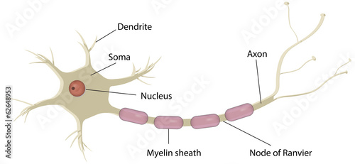 "Nerve Cell Labeled Diagram" Stock photo and royalty-free images on