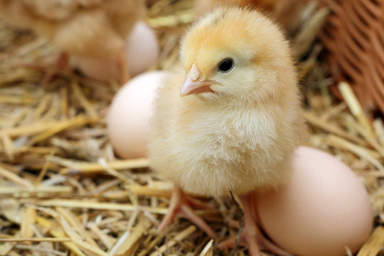 Little chicks in the hay with eggs
