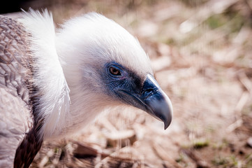 Vautour