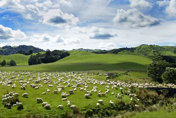 Foto op Canvas Nieuw-Zeelandse schapen © Friedberg