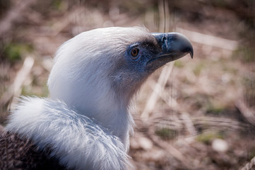 Vautour