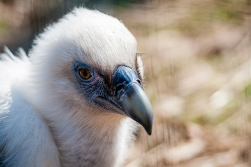 Vautour