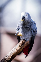Perroquet gris du gabon