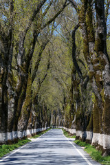 Túnel das arvores, estrada típica no Alentejo