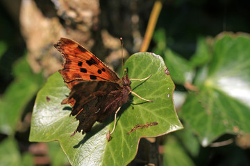 Comma butterfly