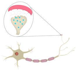 Neuron and Synapse