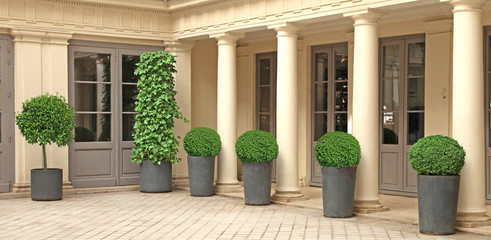 Cour intérieur avec buis boule en pot