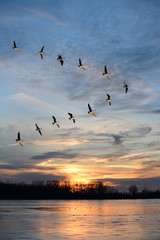 Fototapeta na wymiar Geese Flying in V Formation