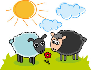 Sheep
