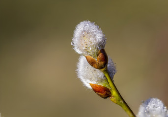 nice pussy-willow