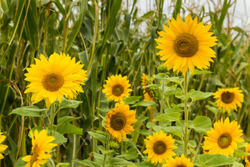 Obraz premium Maze Sunflower