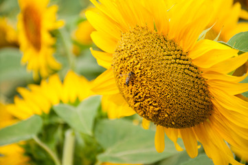 Sunflowers field 4