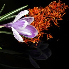 crocus flower and saffron