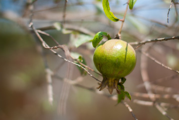 pomegranate on tree