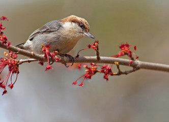 Brown-headed Nuthatch