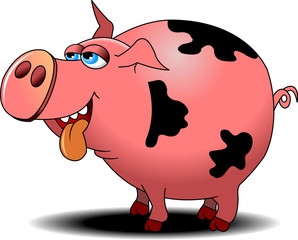 pig