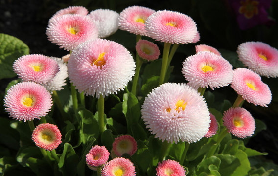 p&acirc;querette bellis perennis