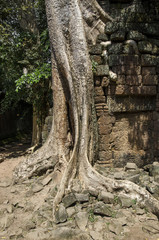 Angkor Wat - Indianer Jones | Tomb Raider Tempel
