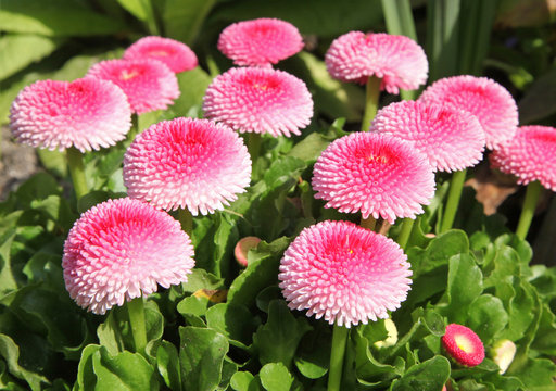 p&acirc;querette bellis perennis