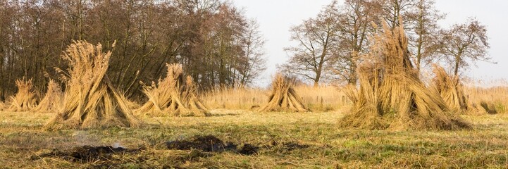 Landscape with bundles of reed In wetland