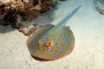 Bluespotted stingray on sandy bottom