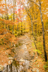 Creek in a Forest and Autumn Colours