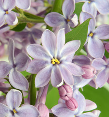 Obraz na płótnie Canvas Lilac flower close up in pastel colors