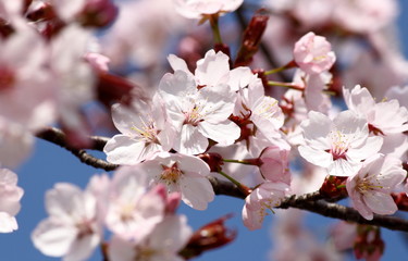 Fototapeta na wymiar Kirschblüten Closeup