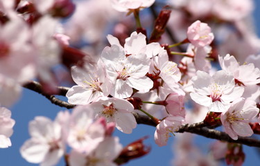 Kirschblüten Closeup