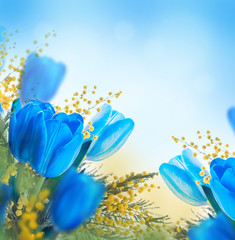 Blue tulips with mimosa, spring background - 62655378