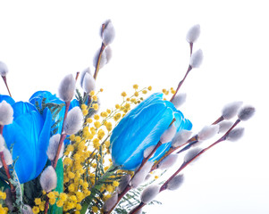 Blue tulips with mimosa, spring background