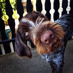 Funny looking German wirehaired pointer