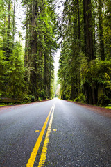Obraz premium Redwoods Highway