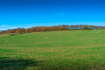 Fototapeta premium view of the field