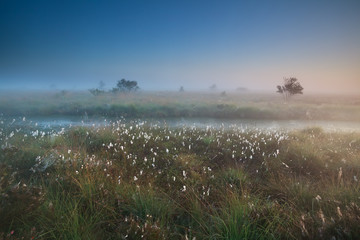 misty summer sunrise over marsh with cotton-grass