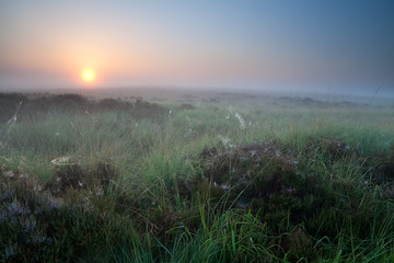 Obraz premium summer sunrise over marsh with flowering heather
