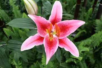 Fototapeta premium Pink Flower