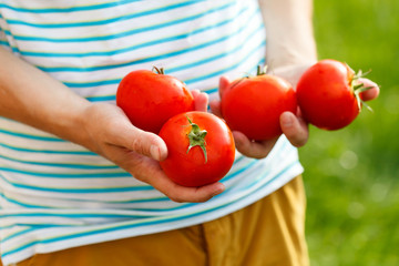 Tomatoes in the hands