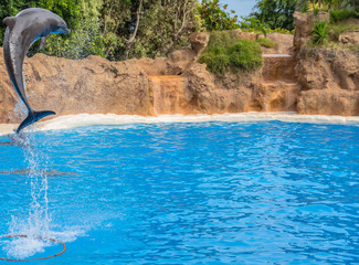 Dolphin jumping high during a park show