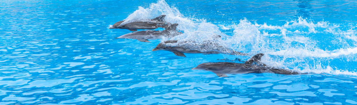 Dolphins swimming in a race across the pool