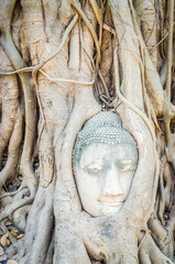 Buddha head statue under root tree in ayutthaya Thailand