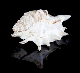 Conch shell