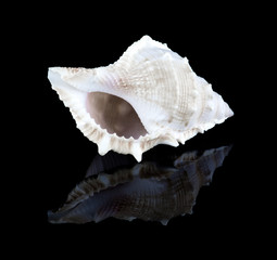 Conch shell