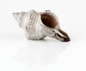 Conch shell